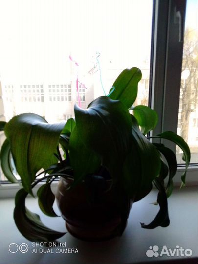 Эухарис ароматный, амозонская лилия