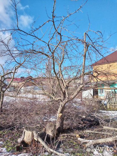 Обрезка садовых деревьев
