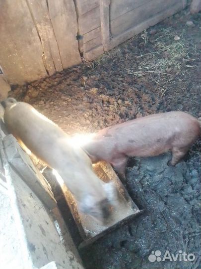 Поросёнок Дирог