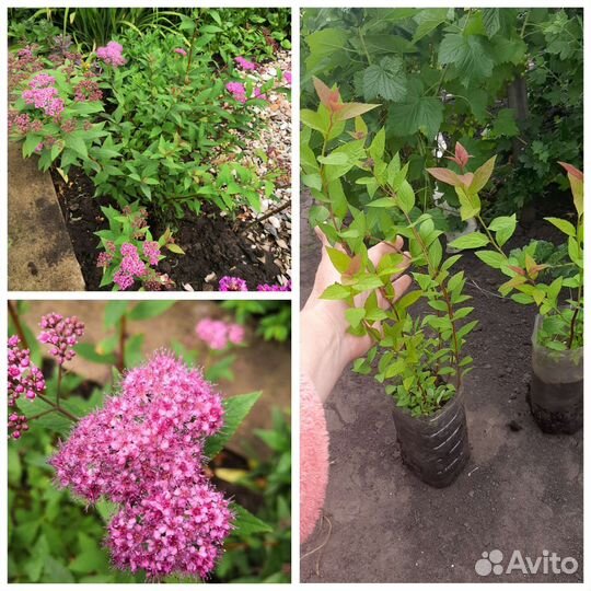 Многолетние декаротивные кустарники