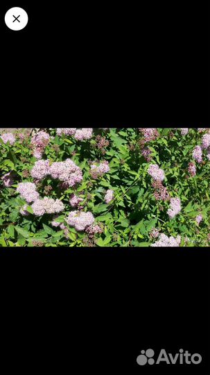 Спирея розовая Литл Принцесс