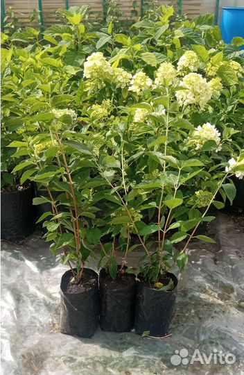 Саженцы декоративных многолетних растений