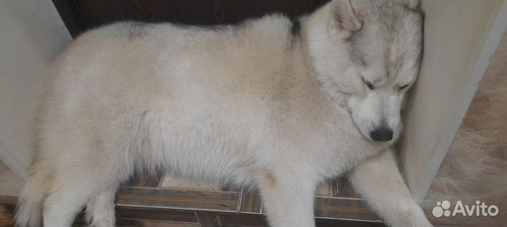 Собачья шерсть Хаски