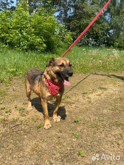 Маленькая собака в добрые руки