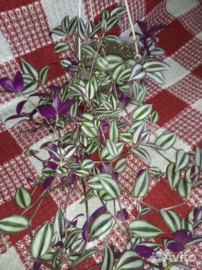 Традесканция