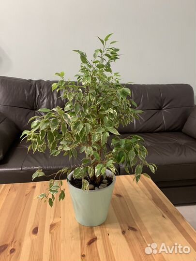 Комнатные растения