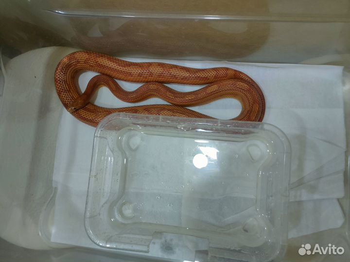 Змея маисовый полоз