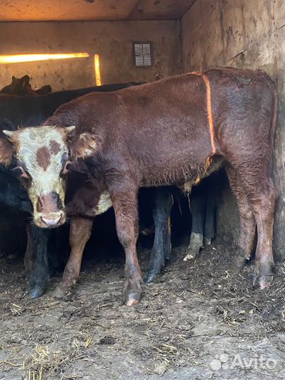 Бычки от 3-х до 8-ми месяцев