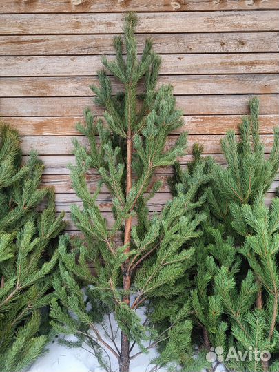 Ель живая сосна