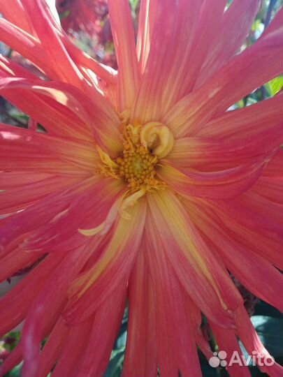 Георгин(6 сортов и более)