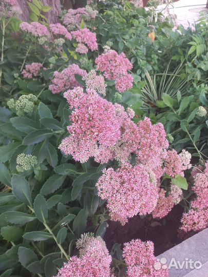 Очиток видный цветы на срезку