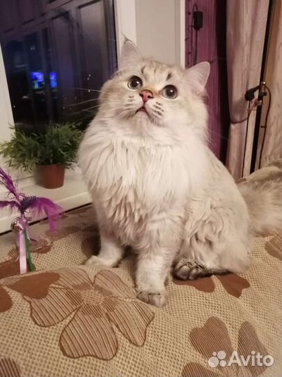 Длинношерстный британец