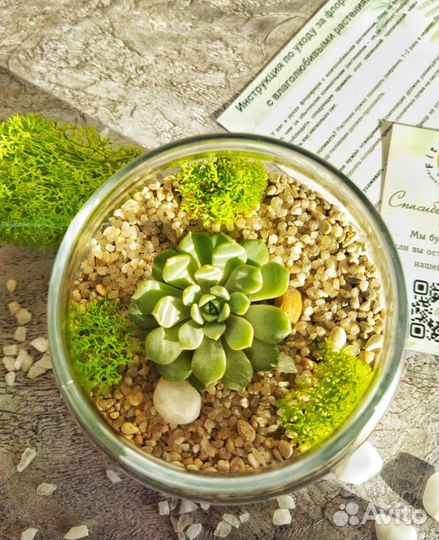 Флорариум баночка с эхеверией