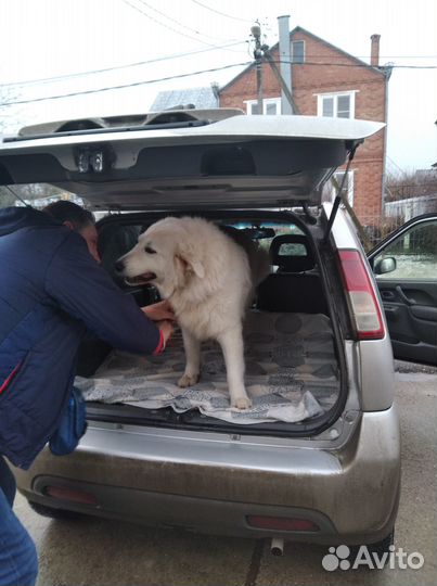 Зоотакси, перевозка животных, сопровождение