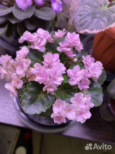 Фиалка черенки детки