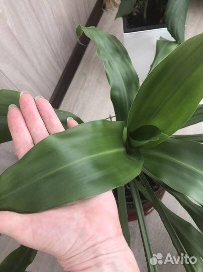 Пальма юкка листайте