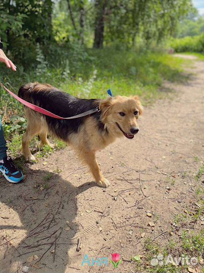 Шикарная Собака Мотя