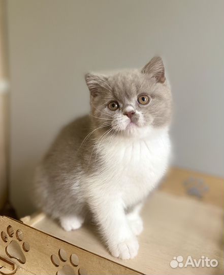 Британские породистые котята