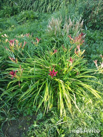 Лилейники сортовые