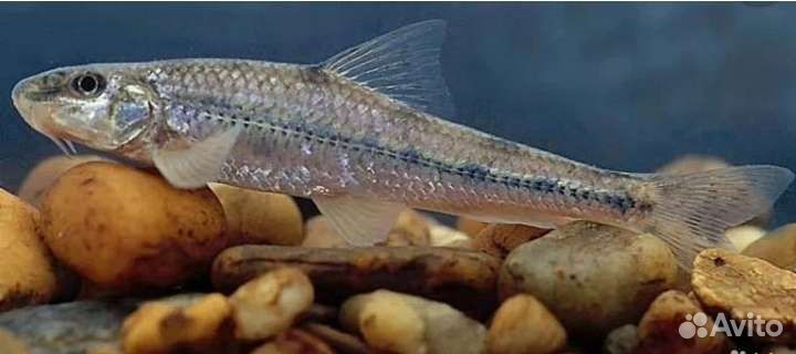 Живец карась плотва пескарь