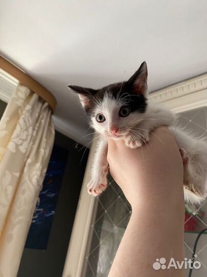 Кошка в дар бесплатно