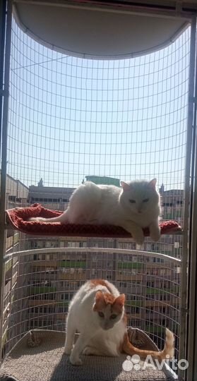 Балкон для кошек и собак