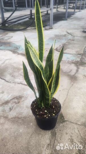 Сансевиерия Лауренти