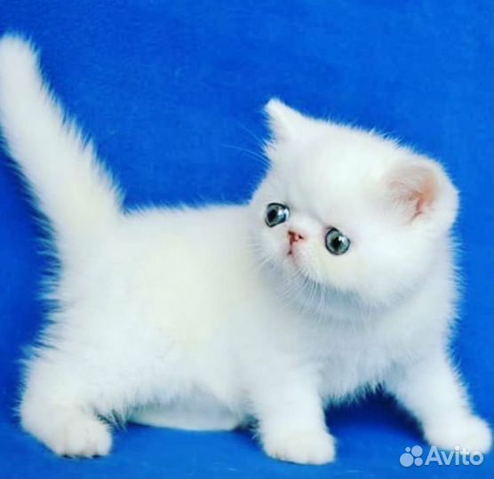 Белая экзотическая малышка