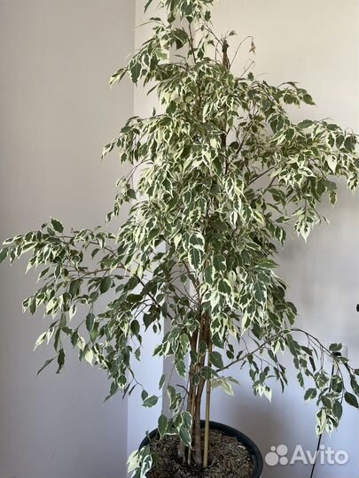 Фикус бенджамина большой