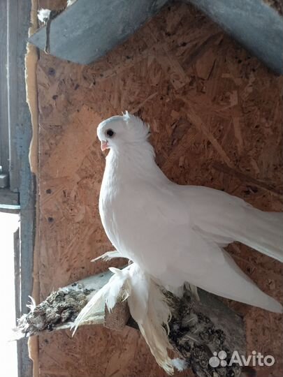 Статные голуби