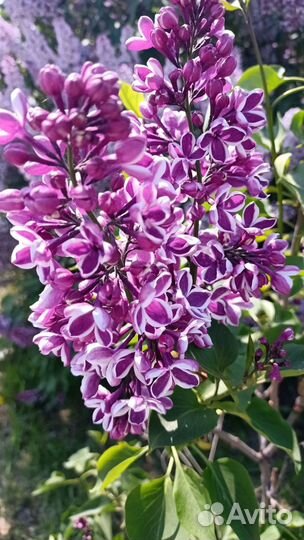 Продам саженцы сирени