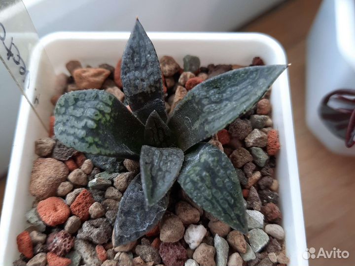 Хавортия Vector