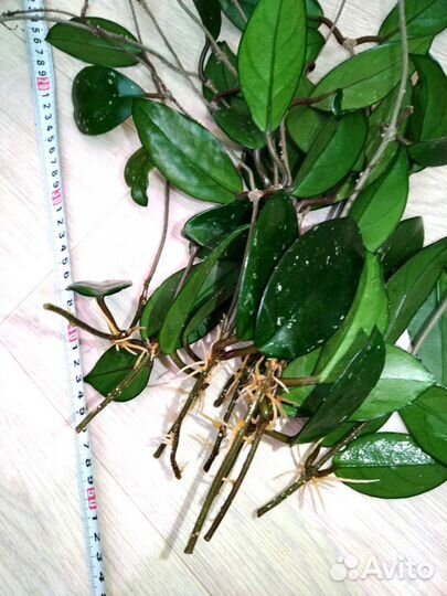 Хойя карноза с корнями