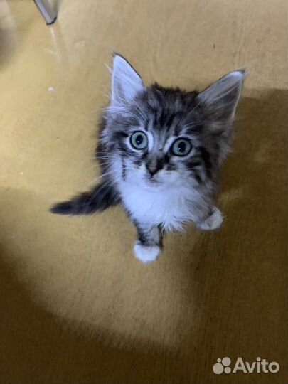 Отдам в добрые руки