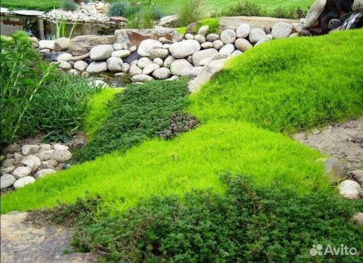 Ирландский мох почвопокровник