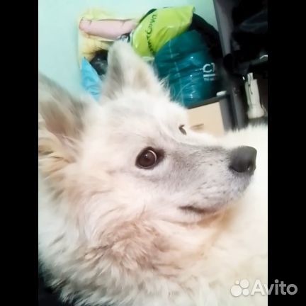 Отдам хорошую собаку в добрые руки