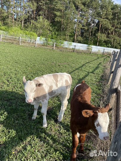 Телята бычки мясные