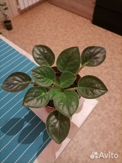 Фиалка (просто белая)