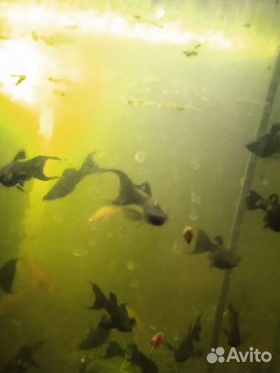 Молинезия лира