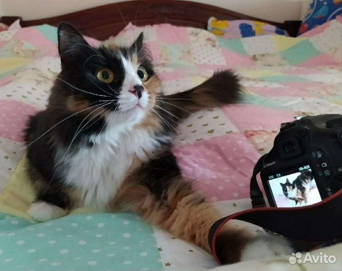 Матильду возвращают из за аллергии