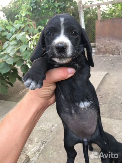 Отдам щенков в добрые руки бесплатно