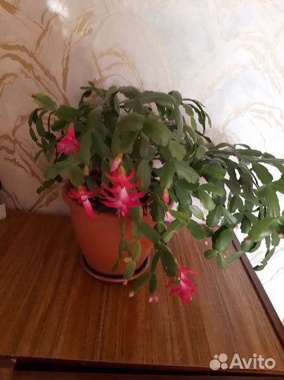 Комнатные растения