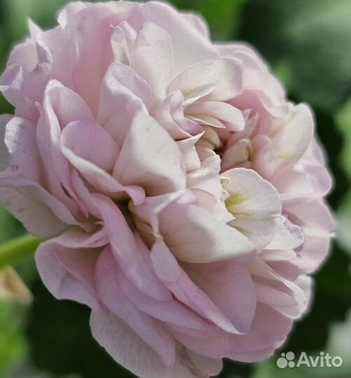 Пеларгонии (герани) -сим Леди Рoуз - и др