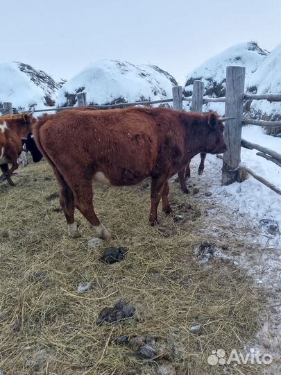 Быки живым весом продать