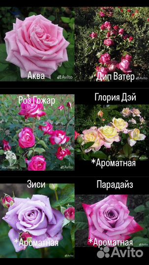 Роза на высадку
