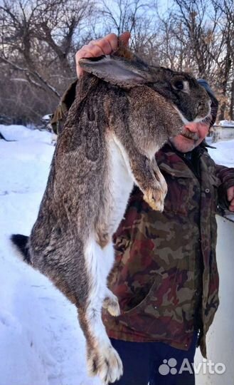 Кролики продажа