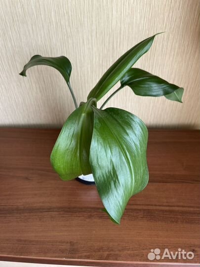 Эухарис амазонская лилия