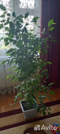 Продам фикус Бенджамина
