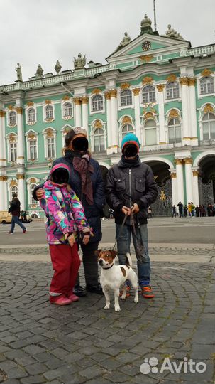 Вязка Джек Рассел терьер