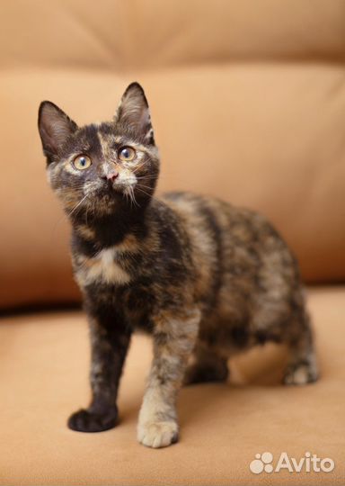 Котенок стерилизованный в добрые руки